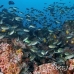 chromis_brown_gor_h_0089_ecu1598.jpg